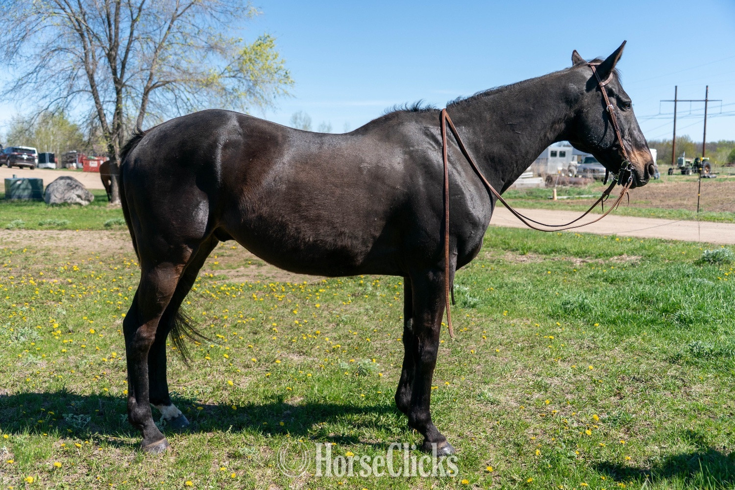"Ace" Black Gelding Appendix