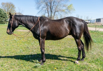 "Ace" Black Gelding Appendix