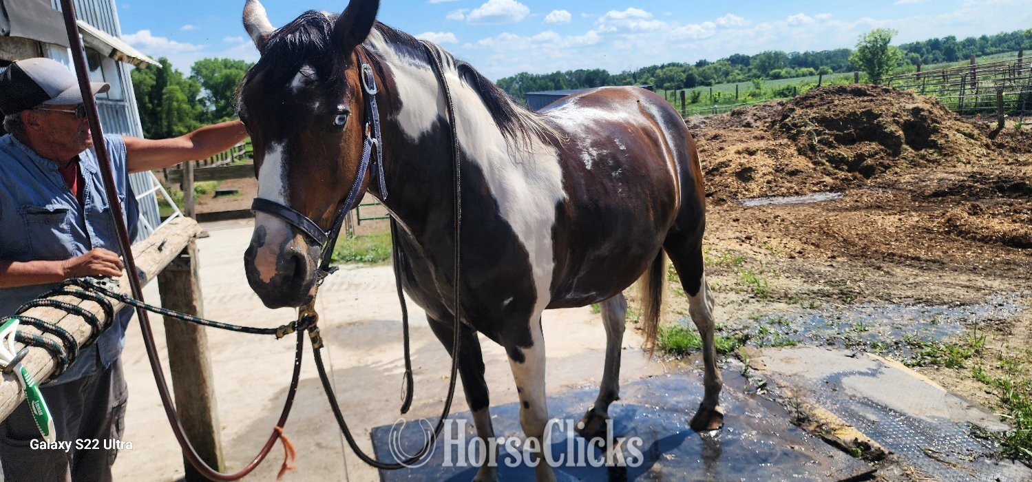 "Zura" Tabiano Mare Quarter Horse