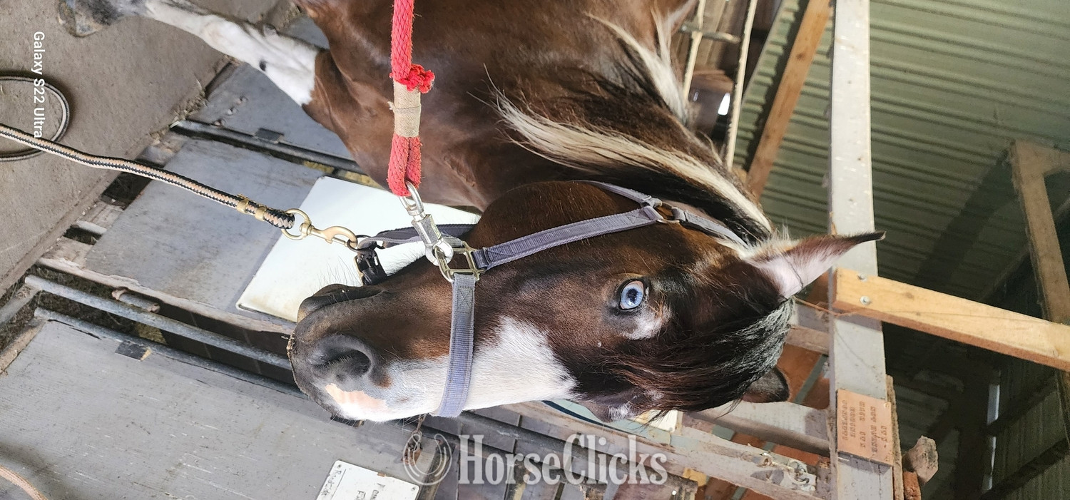 Wisconsin "Zura" Tabiano Mare Quarter Horse
