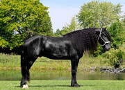 "PEDRO'S PETE" Black Gelding Friesian