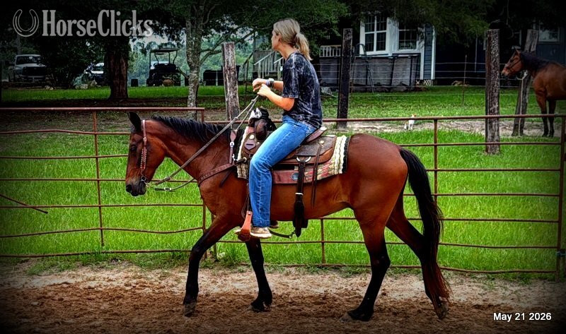 "Chico" Bay Gelding Paso Fino in Texas