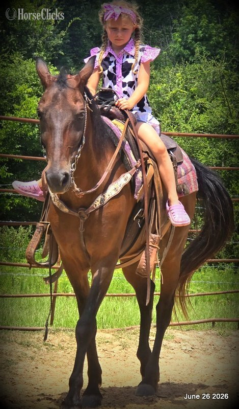 "Chico" Bay Gelding Paso Fino in Texas