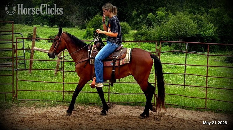"Chico" Bay Gelding Paso Fino