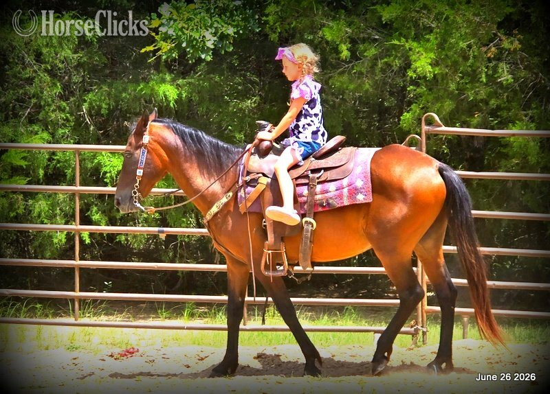 "Chico" Bay Gelding Paso Fino
