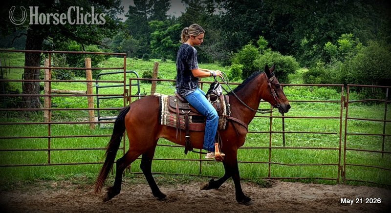 Texas "Chico" Bay Gelding Paso Fino