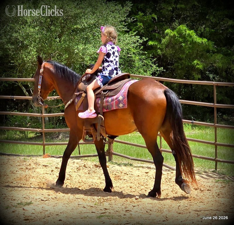 Texas "Chico" Bay Gelding Paso Fino