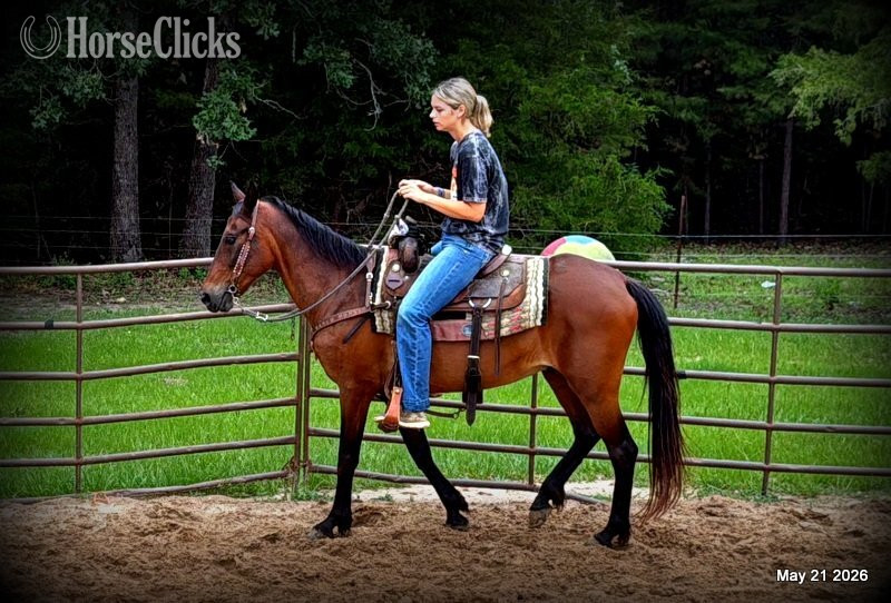 "Chico" Bay Gelding Paso Fino - Paso Fino in Texas