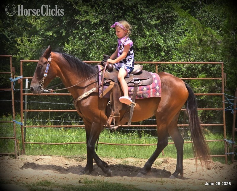 "Chico" Bay Gelding Paso Fino - Paso Fino in Texas