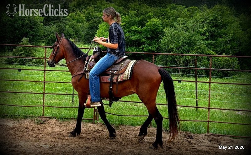 "Chico" Bay Gelding Paso Fino - Paso Fino