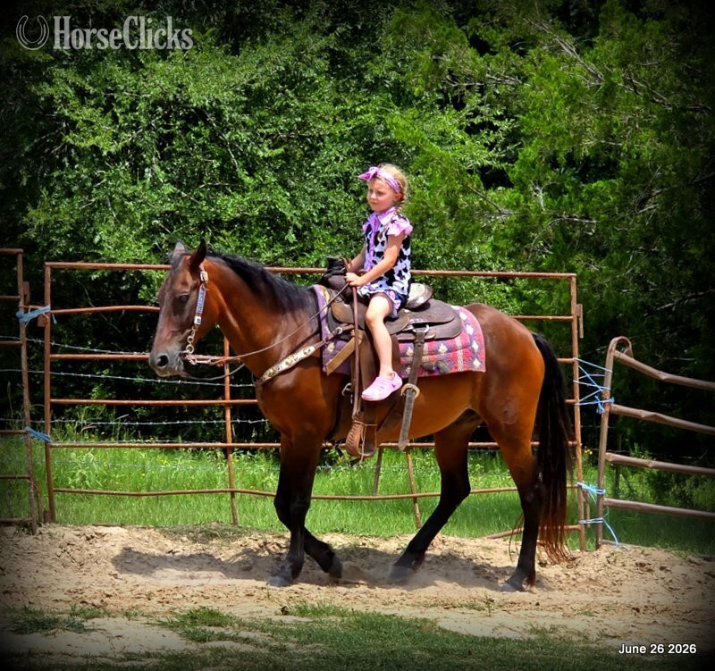 "Chico" Bay Gelding Paso Fino - Paso Fino