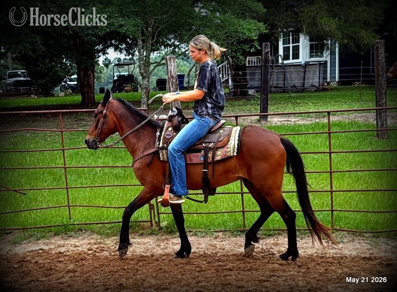 "Chico" Bay Gelding Paso Fino Texas