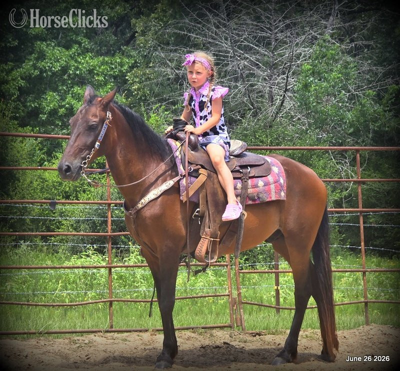 Paso Fino - "Chico" Bay Gelding Paso Fino in Texas