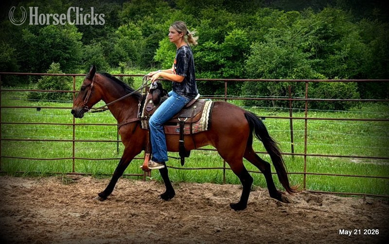Paso Fino - "Chico" Bay Gelding Paso Fino