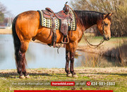 "Whiskey" Buckskin Gelding Quarter Horse