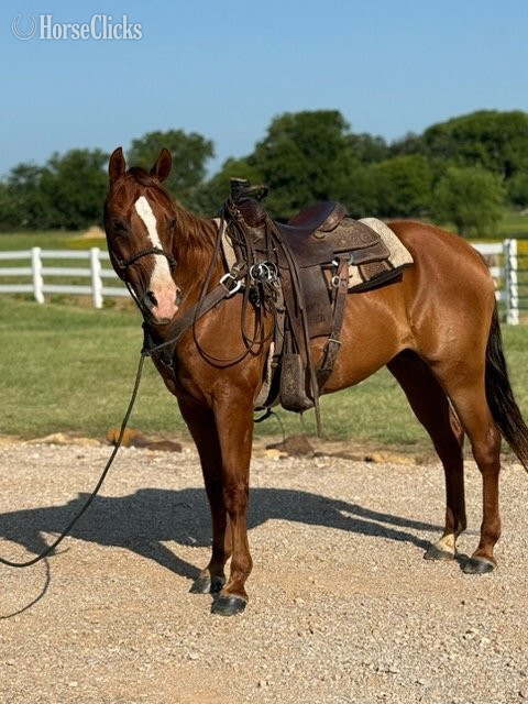 "Valiance" Sorrel Gelding Morgan in Florida