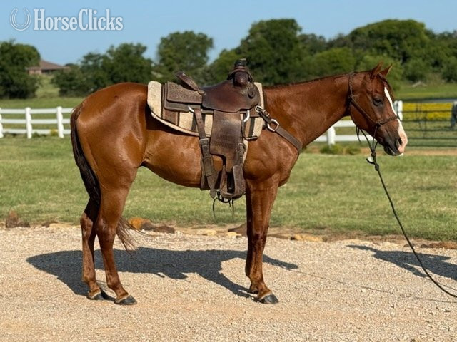 "Valiance" Sorrel Gelding Morgan