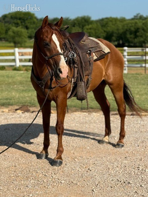 Florida "Valiance" Sorrel Gelding Morgan
