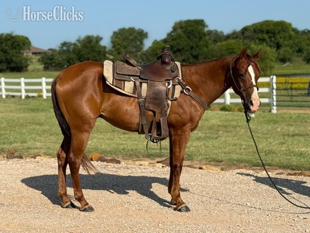 "Valiance" Sorrel Gelding Morgan - Morgan in Florida
