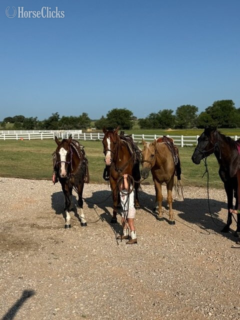 "Valiance" Sorrel Gelding Morgan - Morgan