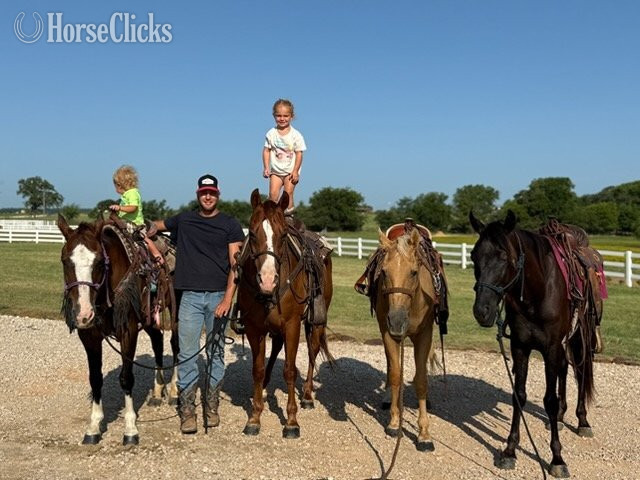 "Valiance" Sorrel Gelding Morgan Florida