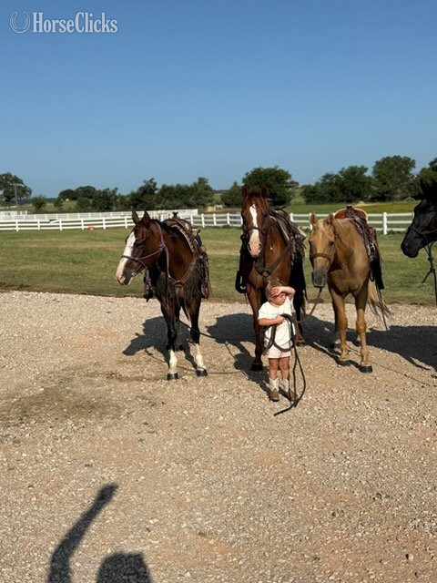 Morgan - "Valiance" Sorrel Gelding Morgan in Florida
