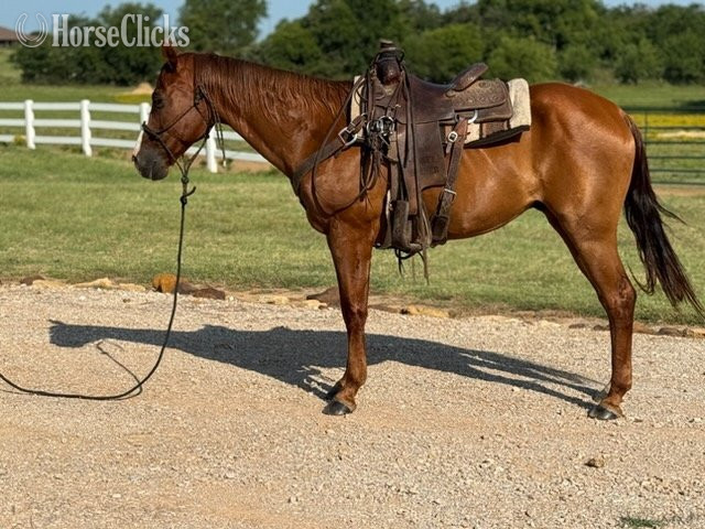 Morgan - "Valiance" Sorrel Gelding Morgan
