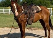 "Valiance" Sorrel Gelding Morgan