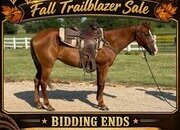 "Valiance" Sorrel Gelding Morgan