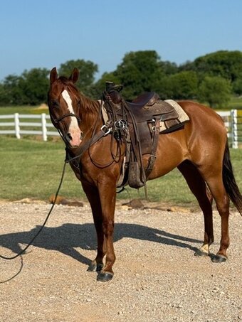 "Valiance" Sorrel Gelding Morgan