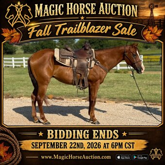 "Valiance" Sorrel Gelding Morgan