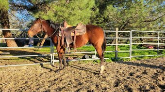 "FUB Coco Puff" Bay Filly Paint