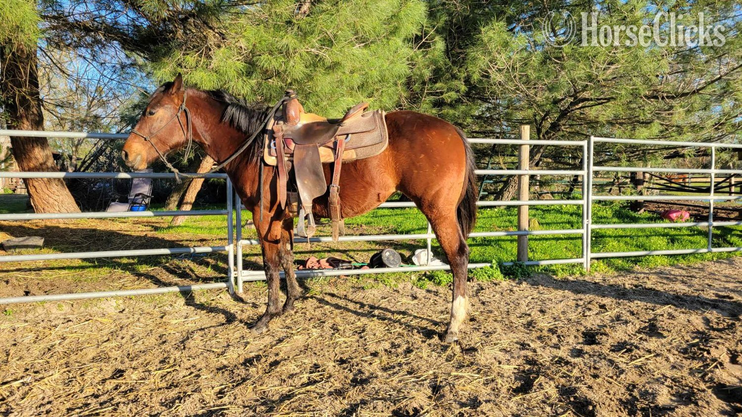 "FUB Coco Puff" Bay Filly Paint in California