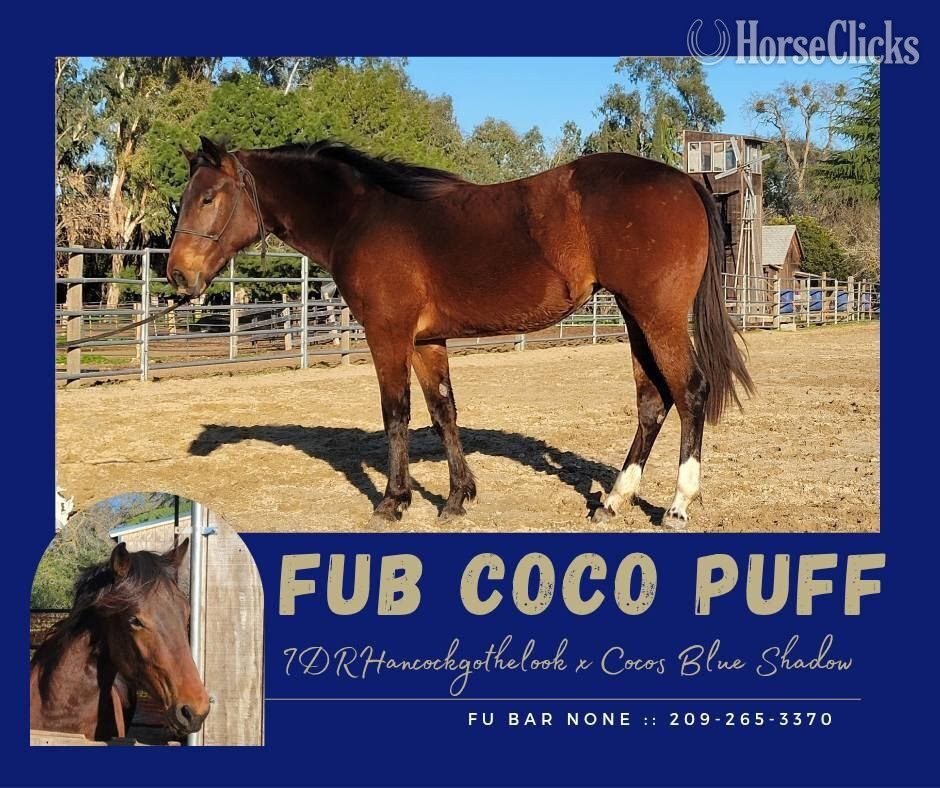 "FUB Coco Puff" Bay Filly Paint