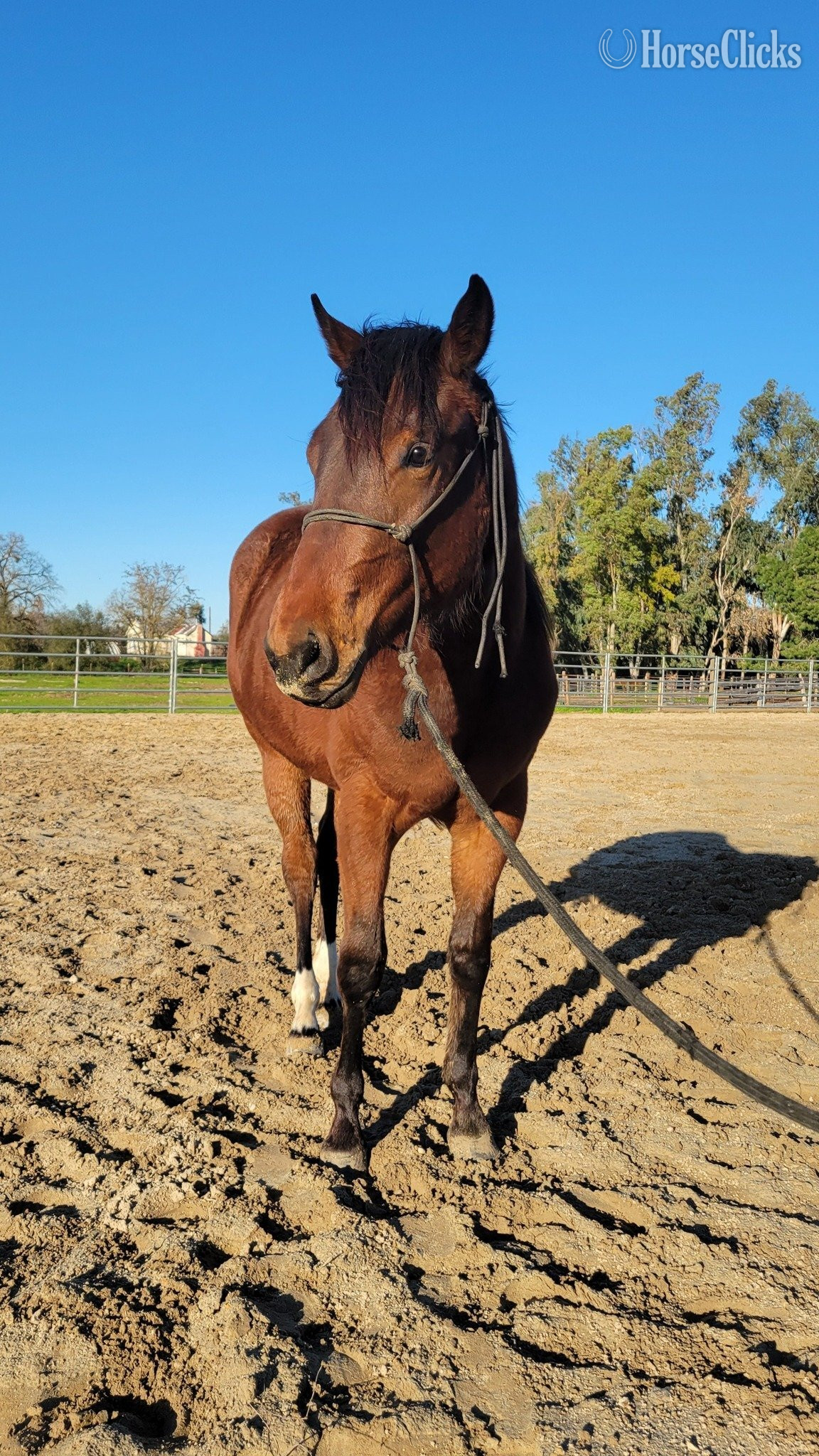 California "FUB Coco Puff" Bay Filly Paint