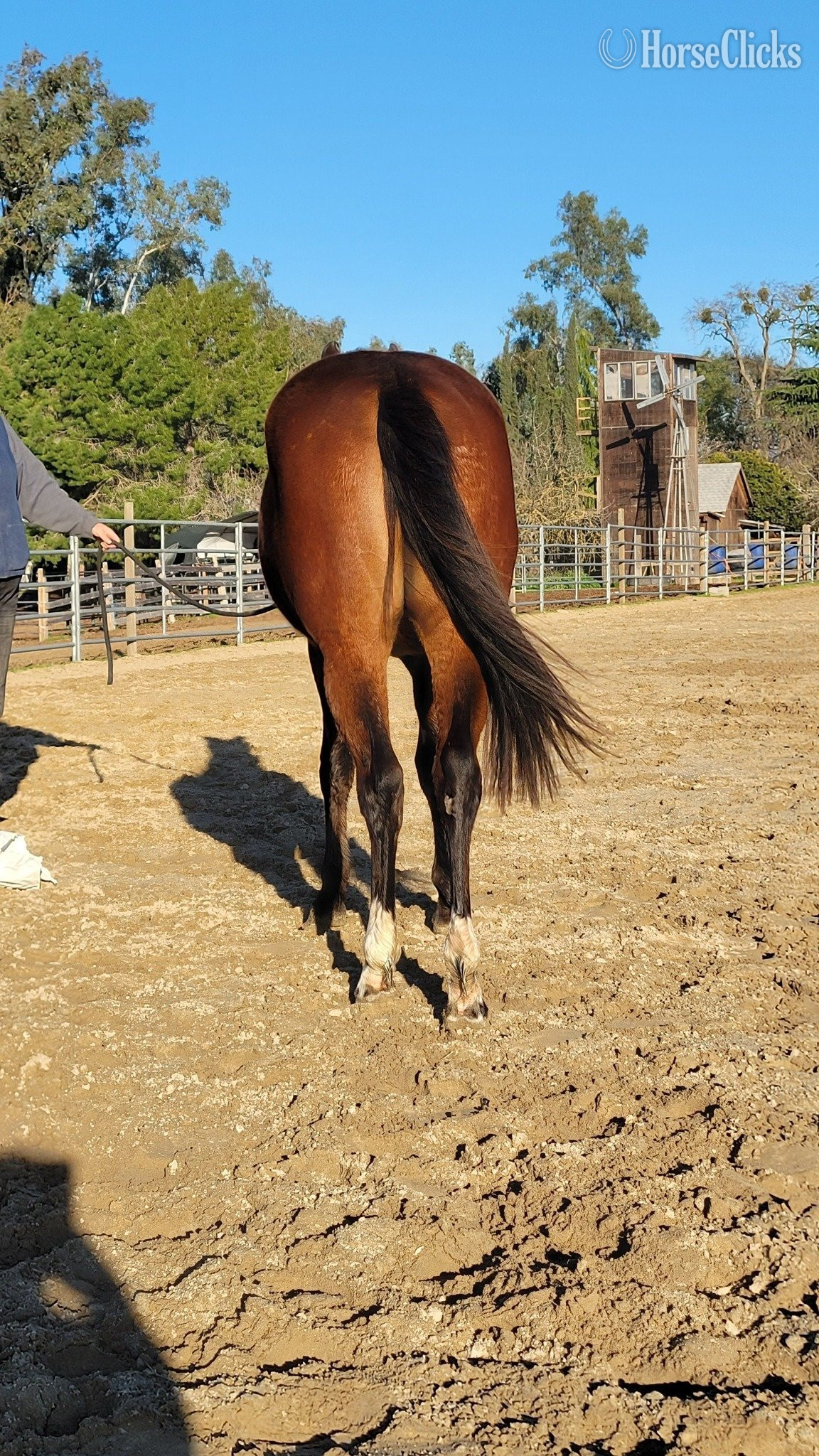 "FUB Coco Puff" Bay Filly Paint - Paint in California