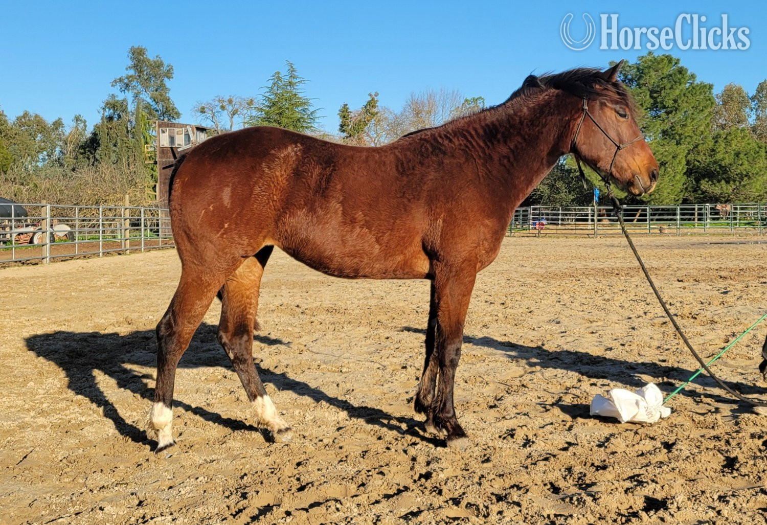 "FUB Coco Puff" Bay Filly Paint - Paint