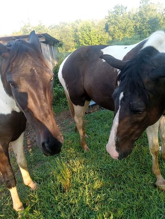 "Midnight Fantasia Merry Go Girl" Pinto Filly Spotted Saddle