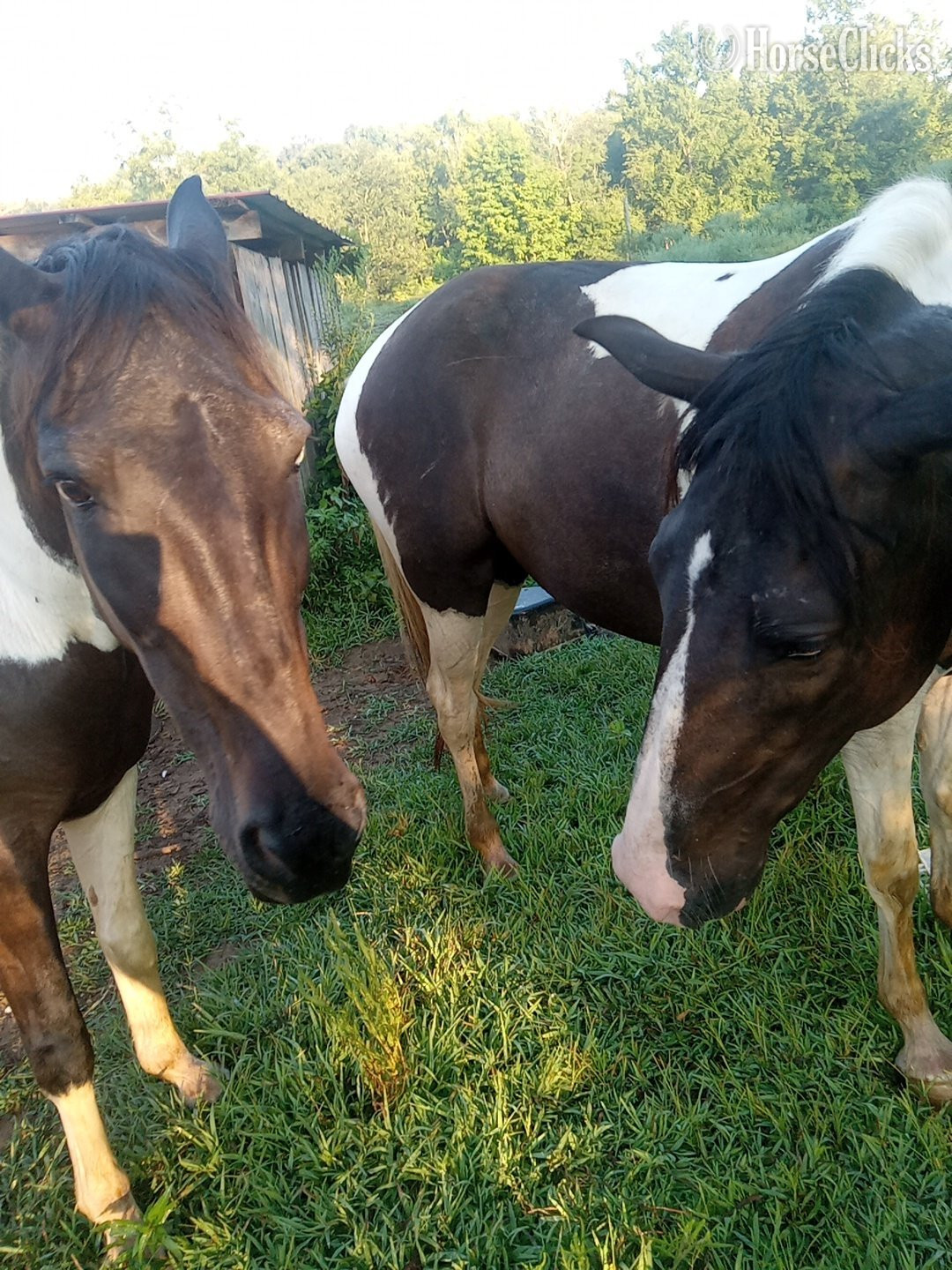 "Midnight Fantasia Merry Go Girl" Pinto Filly Spotted Saddle in Kentucky