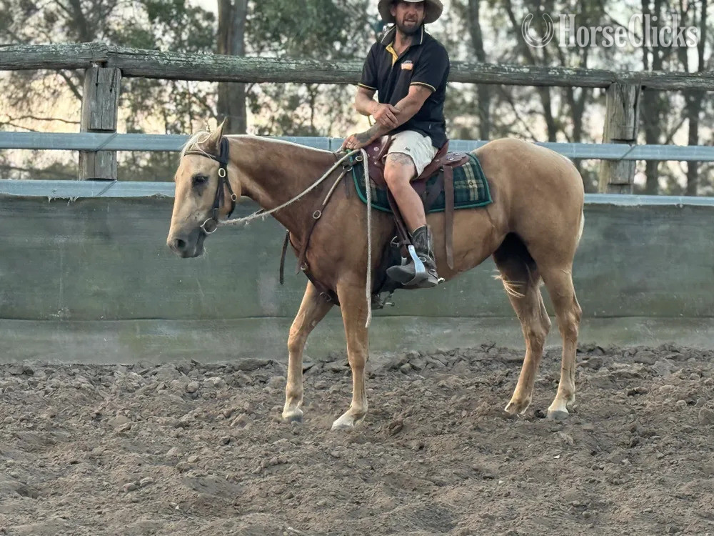 "Bliss"  Mare Quarter Horse in Montana