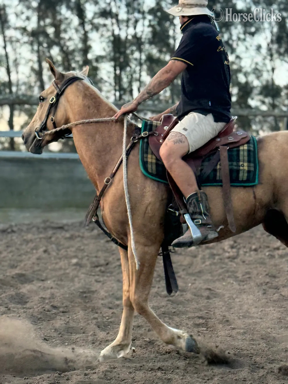 "Bliss"  Mare Quarter Horse