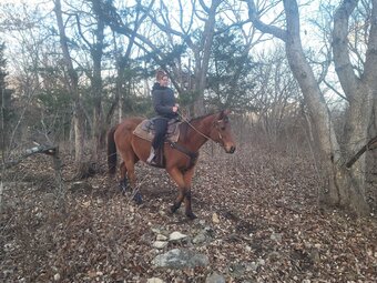 "Jewels" Bay Mare Thoroughbred