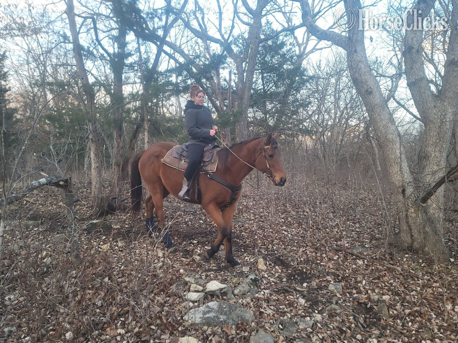 "Jewels" Bay Mare Thoroughbred in Missouri