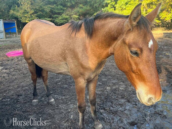 "Bim" Dun Gelding Quarter Horse