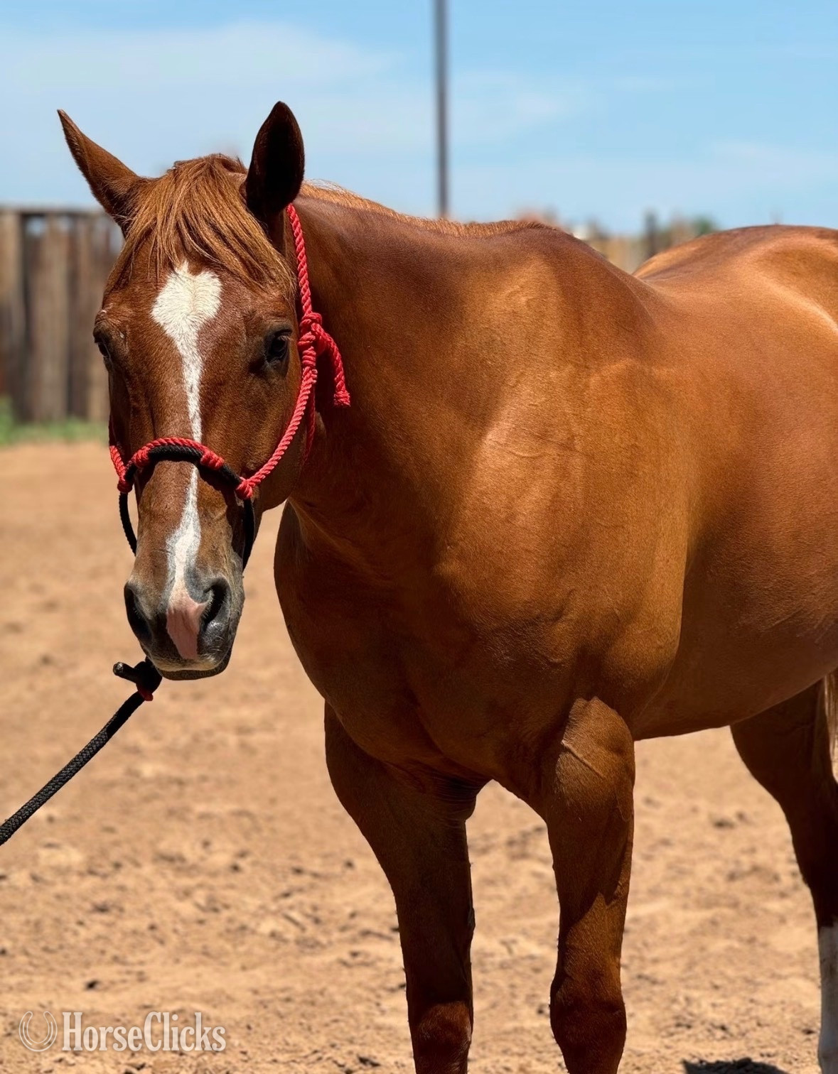 "Bugs" Sorrel Gelding Other Breed in Florida