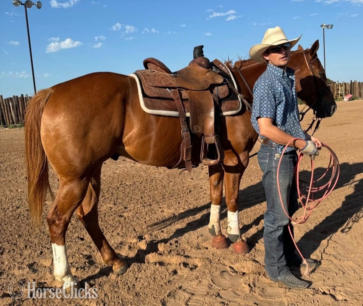 Florida "Bugs" Sorrel Gelding Other Breed