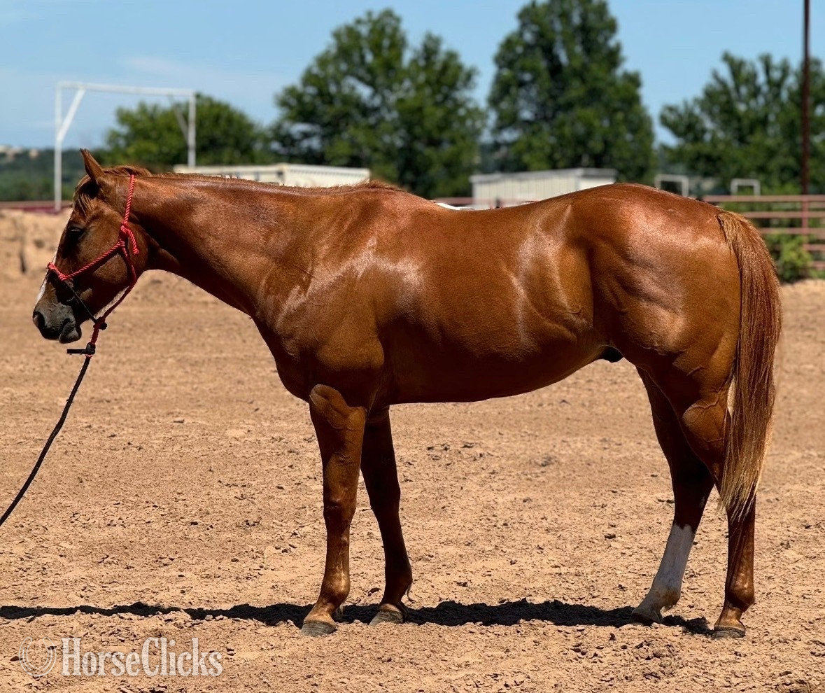 "Bugs" Sorrel Gelding Other Breed - Other Breed in Florida