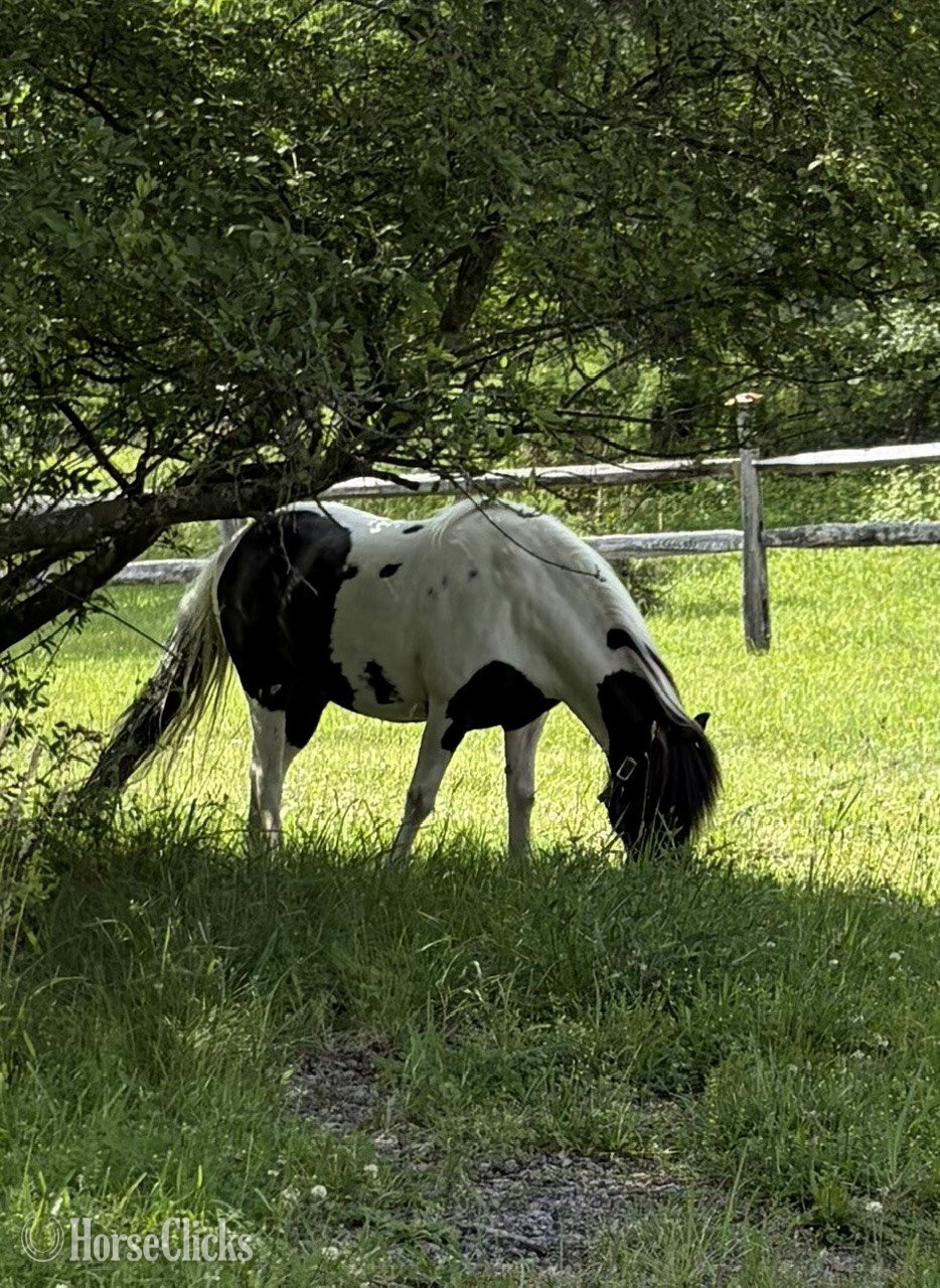 "Porchy" Pinto Gelding Shetland Pony in Pennsylvania