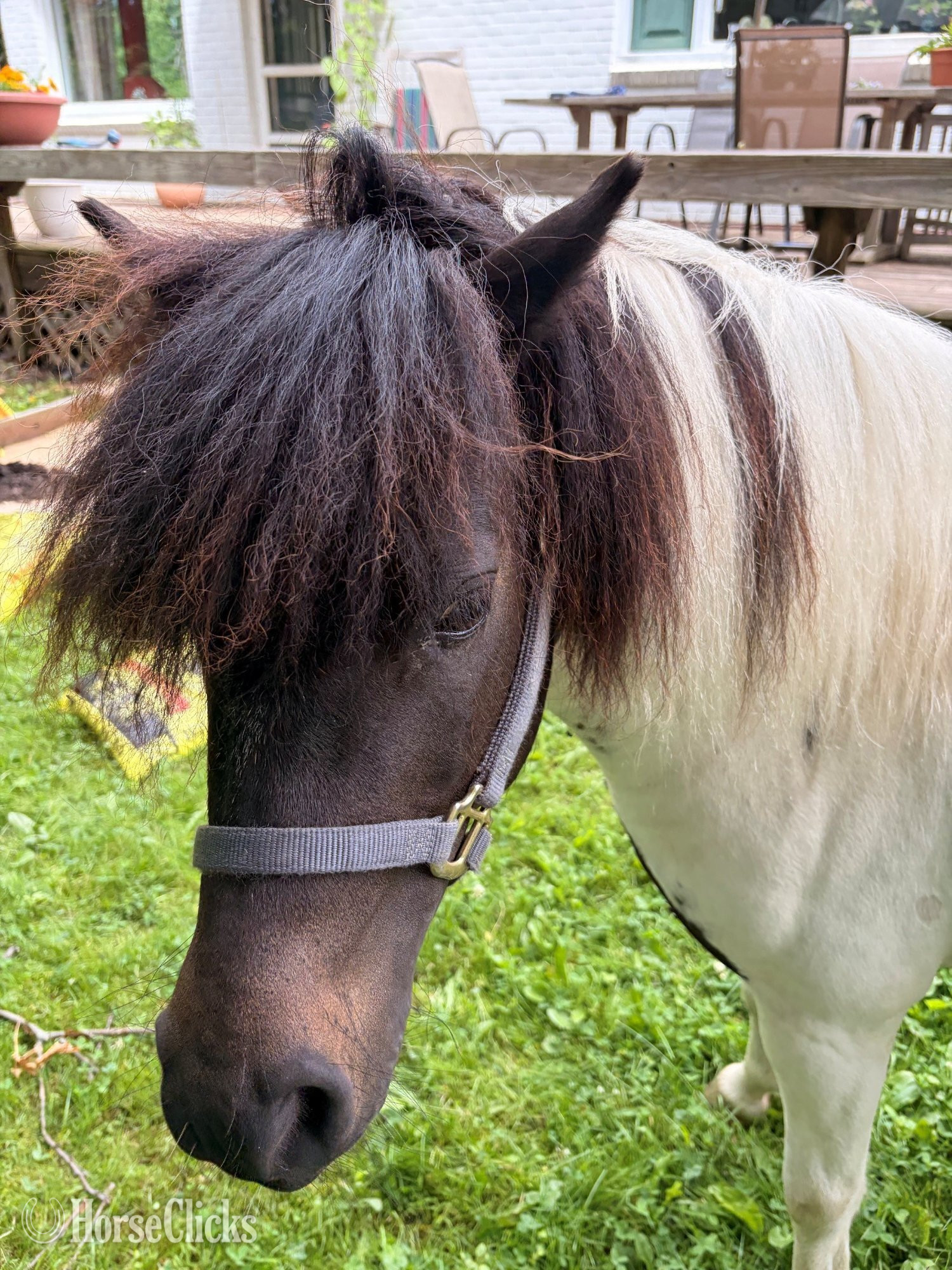 "Porchy" Pinto Gelding Shetland Pony in Pennsylvania