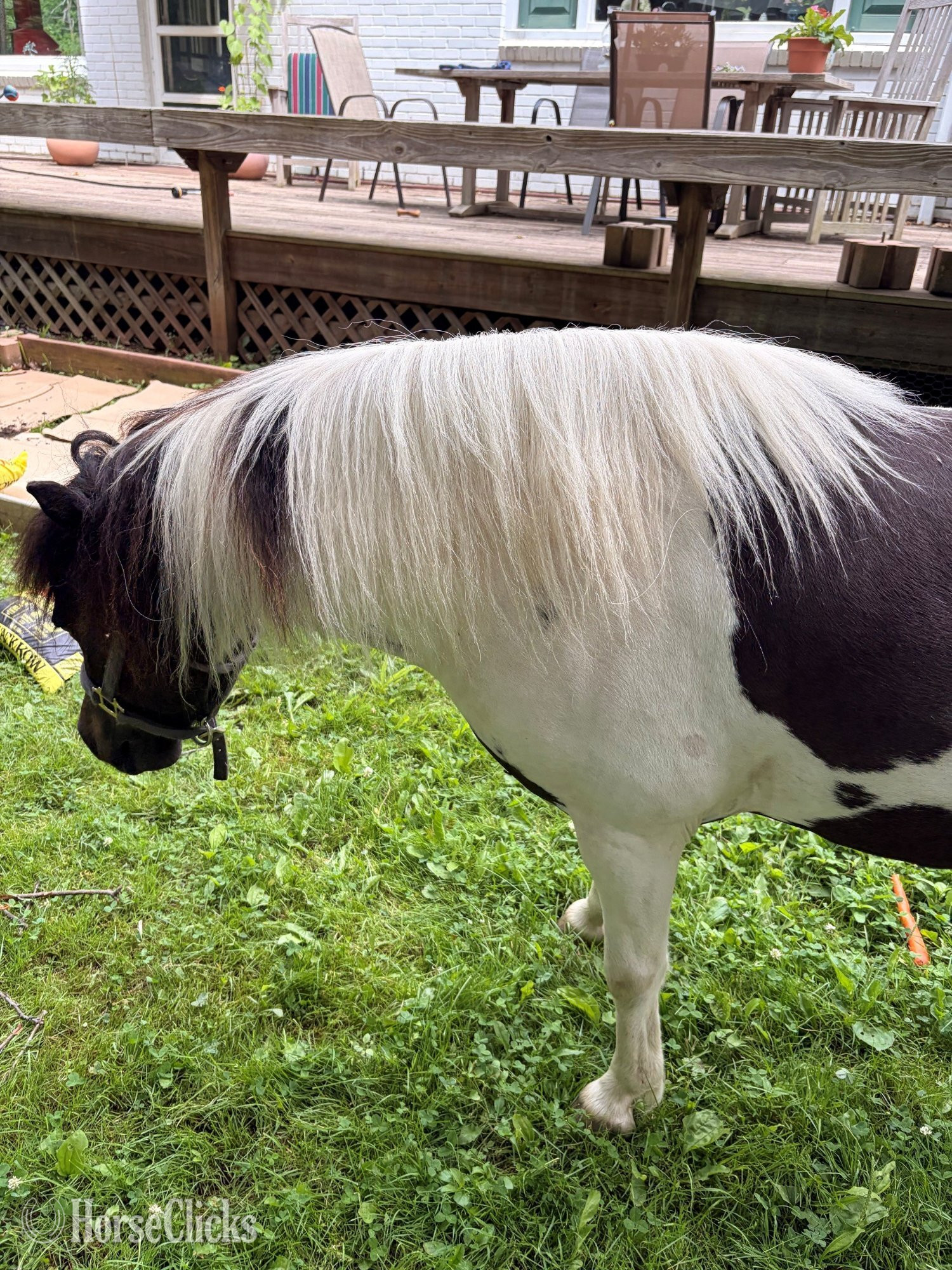 Pennsylvania "Porchy" Pinto Gelding Shetland Pony